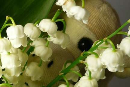 Lily of the Valley in our garden 