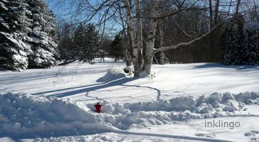 Monkey in th snow,