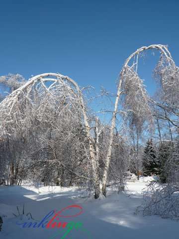 Ice Storm Damage