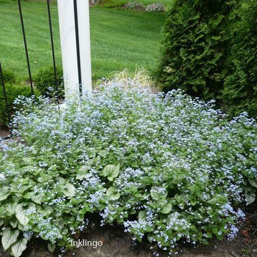 Blue flowers in the garden
