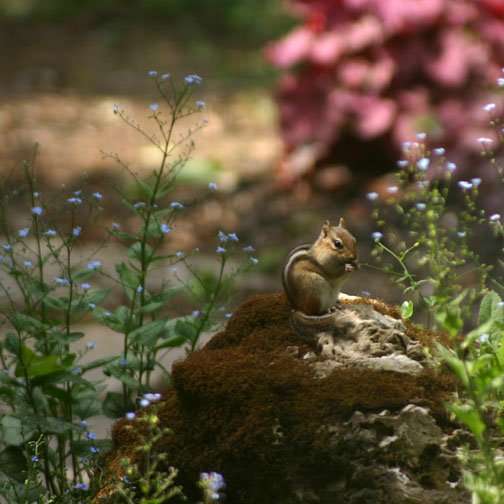 Chipmunk outside my window