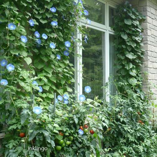 Morning Glories at Inklingo Headquarters