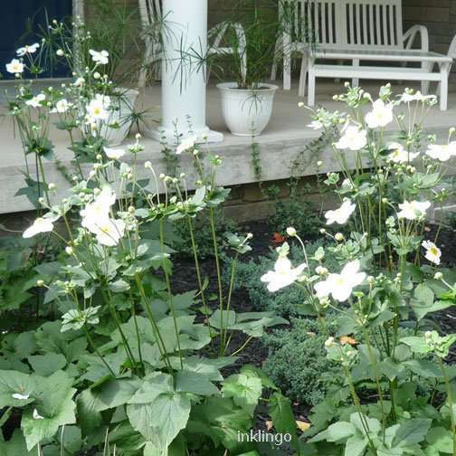 Japanese Anemones