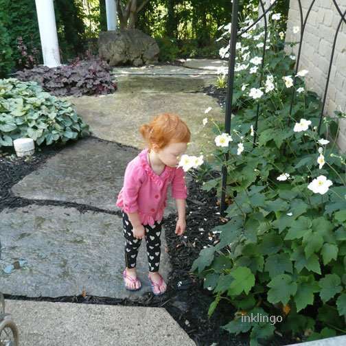 Japanese Anemones