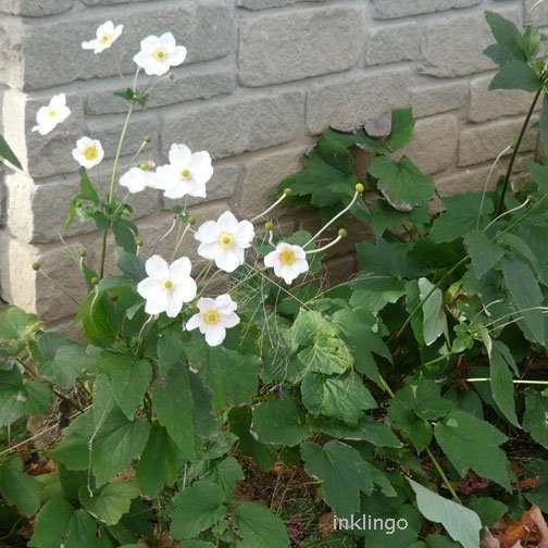 Japanese Anemones