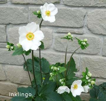 Inklingo loves anemones!