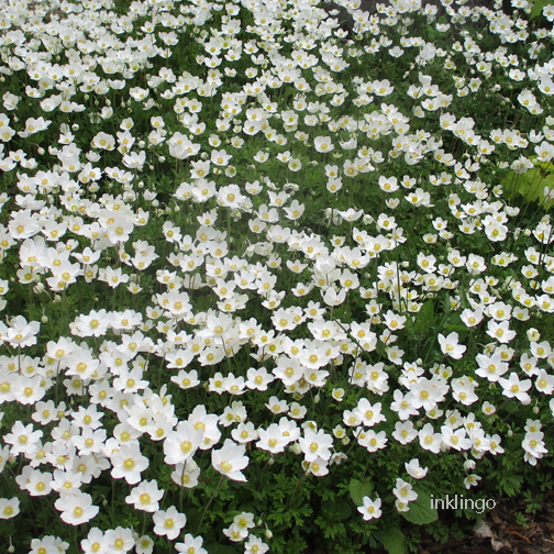 Inklingo garden