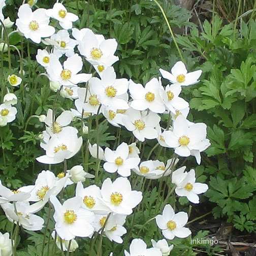 Snowdrop Anemones