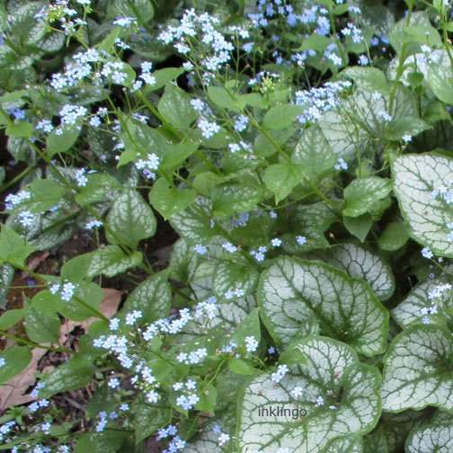 False Forget-Me-Nots